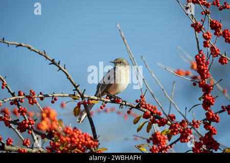 Nordmockingbird (Mimus polyglottos), der im texanischen Winter auf einem stechpalmen-Zweig mit roten Beeren thront. Hellblauer Hintergrund mit Kopierraum. Stockfoto