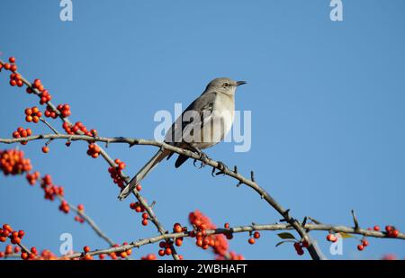 Nordmockingbird (Mimus polyglottos), der im texanischen Winter auf einem stechpalmen-Zweig mit roten Beeren thront. Hellblauer Hintergrund mit Kopierraum. Stockfoto