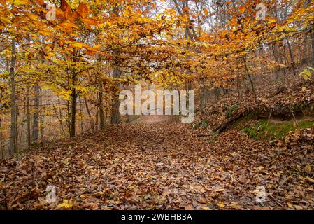 Einsamer Waldweg durch gemischte Laubwälder im späten Herbst; Milton, North Georgia, USA Stockfoto