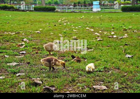 Baby-Enten suchen Nahrung im Gras Stockfoto