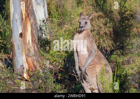 Ein großes männliches Eastern Grey Känguru in einem Busch am Campbell's Creek in Central Victoria, Australien. Stockfoto