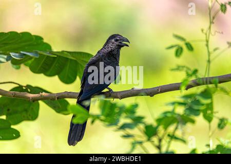 Grottenschnabelani (Crotophaga sulcirostris), tropischer Vogel in der Kuckuckshäuschen Familie. Abteilung Cesar. Tierwelt und Vogelbeobachtung in Kolumbien Stockfoto