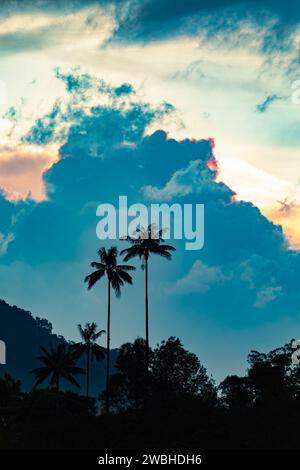 Valle del Cocora, atemberaubender Sonnenuntergang, der einen goldenen Glanz über den berühmten, majestätischen Wachspalmen (Ceroxylon quindiuense) im Cocora Valley ausstrahlt. Quindio Departmen Stockfoto