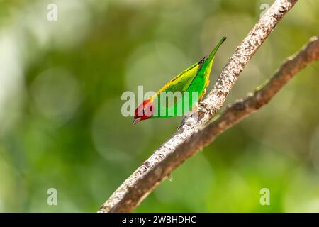 Lorbeerkopf-Tanager (Tangara gyrola), mittelgroßer Passerinvogel. Minca, Sierra Nevada de Santa Marta Magdalena. Tierwelt und Vogelbeobachtung Stockfoto