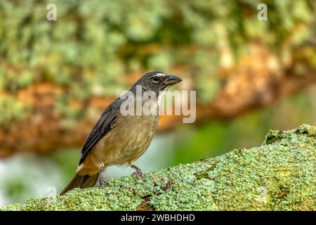 Buff-throated salator (Saltator maximus), Samenfresser Vogel in der Tanager-Familie Thraupidae. Barichara, Abteilung Santander. Tierwelt und Vogelwatchi Stockfoto