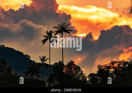 Valle del Cocora, atemberaubender Sonnenuntergang, der einen goldenen Glanz über den berühmten, majestätischen Wachspalmen (Ceroxylon quindiuense) im Cocora Valley ausstrahlt. Quindio Departmen Stockfoto