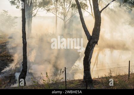 Licht strömt durch Buschwanzrauch und Gummibäume um einen ländlichen Damm am Campbell's Creek in Central Victoria, Australien Stockfoto