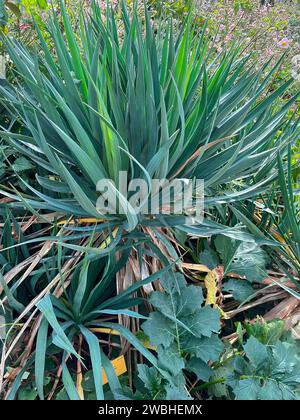 Nahaufnahme im Freien auf einem blauen spanischen Dolch oder Sea Islands Yucca gloriosa Stockfoto