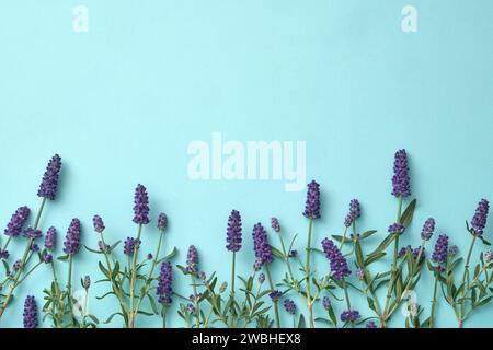 Ansicht von oben, flacher kreativer Rahmen aus Lavendelblüten auf pastellblauem Hintergrund. Lavendel enthält verborgene Bedeutungen, die leidenschaftliche Liebe symbolisieren Stockfoto