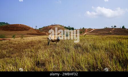 Kühe auf einem grasbewachsenen Feld an einem hellen und sonnigen Tag in Thailand. Herde von Kühen auf dem gelben Sommergebirge. Niederländische Kälber auf der Wiese. Kühe auf einem Summ Stockfoto