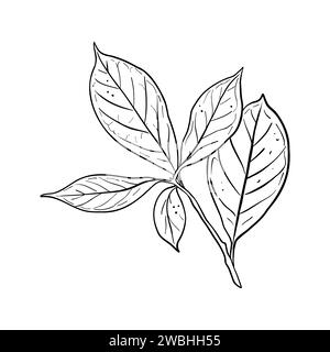 Illustration des Avocadoblatts. Ast des Avocadobaums mit Blättern. Schwarze Umrissgrafik. Tropische Farbkontur. Schwarze Linie Stock Vektor