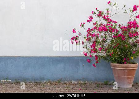 Großer Blumentopf aus Ton mit rosa Blumenbäumen vor weißer und blauer Wand. Außendekoration. Gartendesign. Große Vase mit Blumen auf der Straße. Stockfoto