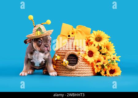 Blauer brauner französischer Bulldog Hund Welpe trägt Bienengeweih Sommer Strohhut neben Bienenstock und Blumen auf blauem Hintergrund Stockfoto