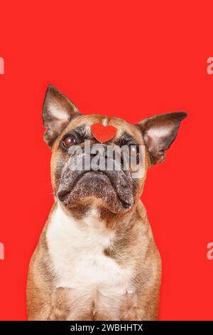 Französischer Bulldog-Hund mit Valentinstag-Herz auf der Stirn auf rotem Hintergrund Stockfoto