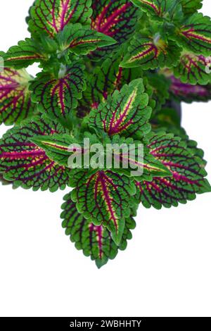 Blick von oben auf die bemalte Brennnessel „Coleus Blumei“ mit dunkelrosa Adern auf weißem Hintergrund Stockfoto