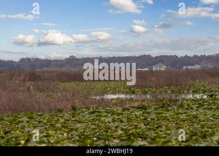 Ein Luftboot auf dem Lake Tohopekaliga in Florida, USA Stockfoto