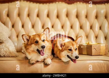Zwei süße rot-weiße waliser Corgi pembroke in Silvesterkleidung auf dem Sofa mit Geschenkboxen Stockfoto