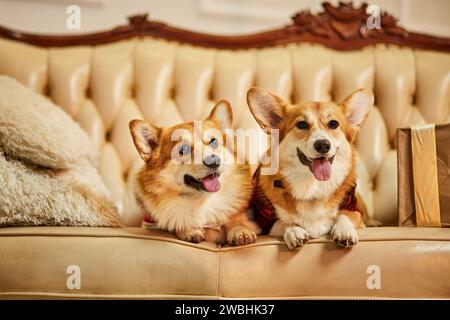 Zwei süße rot-weiße waliser Corgi pembroke in Silvesterkleidung auf dem Sofa mit Geschenkboxen Stockfoto