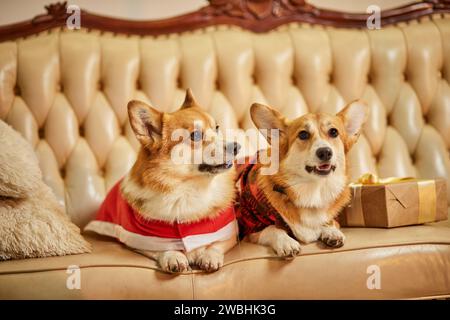 Zwei süße rot-weiße waliser Corgi pembroke in Silvesterkleidung auf dem Sofa mit Geschenkboxen Stockfoto