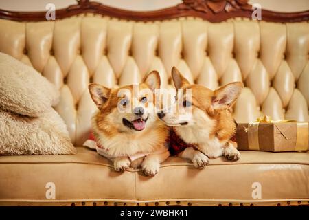 Zwei süße rot-weiße waliser Corgi pembroke in Silvesterkleidung auf dem Sofa mit Geschenkboxen Stockfoto