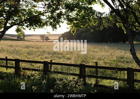 Blick über einen hölzernen Feldzaun in eine SommerHeuwiese, getaucht in sanfte Abendsonne Stockfoto