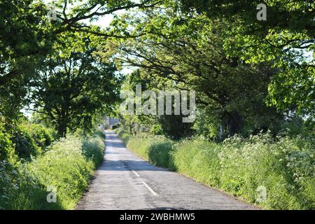 Ruhige Landstraße, umgeben von Wildblumenrändern und überhängenden Bäumen, im verfleckten Sonnenlicht Stockfoto