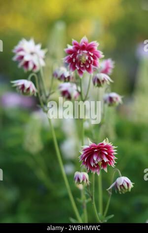 Aquilegia Nora Barlow - kugelförmige rosa und weiße Doppelblumenköpfe mit goldgelben Sepalen an langen Stielen Stockfoto