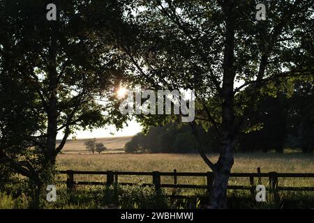 Blick über einen hölzernen Feldzaun in eine SommerHeuwiese, getaucht in sanfte Abendsonne Stockfoto