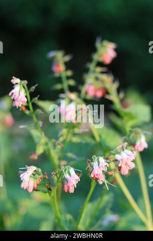 Nahaufnahme von rosa Beinwell-Blüten bei weicher Abendsonne Stockfoto