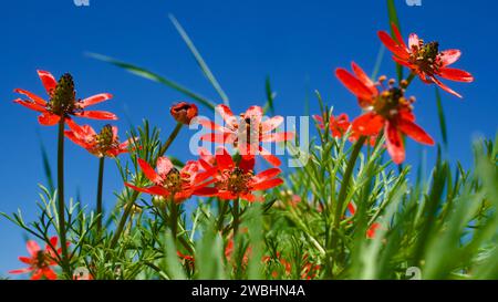 Chinesische Tulpe, Adonis Flammea. Eine jährliche krautige Pflanze, die im Frühjahr auf Feldern und Felsen blüht. Blauer Himmel im Hintergrund und grüne Felder. Stockfoto