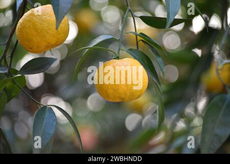 Das Leuchten des Sonnenuntergangs erleuchtet eine reife Clementine, die zwischen Bokeh-Magie hängt – eine lebendige Momentaufnahme der Süße der Natur auf einem Zitrusbaum. Stockfoto