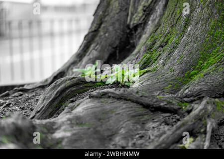Frisches, grünes Laub, das aus dem Stamm eines etablierten Baumes in einer natürlichen Umgebung im Freien entspringt. Stockfoto