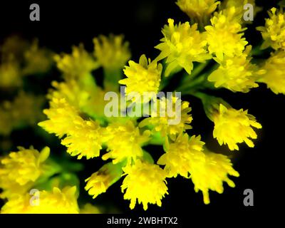 Dieses Foto zeigt das lebendige Wesen von Solidago, allgemein bekannt als Goldrute. Die kleinen, hellgelben Blüten erstrahlen mit Leben, ihre winzigen Blütenblätter erzeugen eine kollektive Brillanz, die vor dem dunklen Hintergrund zu leuchten scheint. Das Bild konzentriert sich auf die lebendige Textur und die sonnendurchflutete Farbe dieser mehrjährigen Blüten und feiert ihre Rolle bei der Schaffung lebendiger Highlights in der Landschaft und als Leuchtfeuer für Bestäuber. Golden Cluster: Die Luminanz von Solidago. Hochwertige Fotos Stockfoto