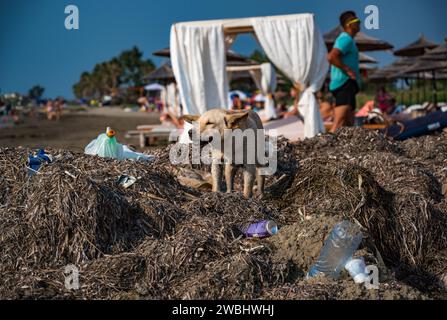 Streunender Hund, der am verschmutzten Strand Albaniens Müll isst, nur wenige Meter von luxuriösen Sonnenliegen entfernt, wo die Leute ignorieren Stockfoto