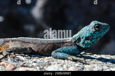 Die blauköpfige Agamaeidechse fügt sich, obwohl sie auffällig ist, nahtlos in ihre Umgebung ein. Dieser blaue Farbton erscheint während der Paarungszeit. Stockfoto