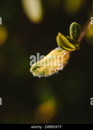 Eine vertikale Makroaufnahme von Eiskristallen auf der Oberfläche eines kleinen Blattes Stockfoto