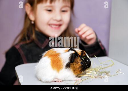 Nahaufnahme zweier kleiner Meerschweinchen. Süßes, glückliches, lächelndes Mädchen, das mit seinem Haustier spielt. Selektives fokussiertes Foto des Tieres Stockfoto