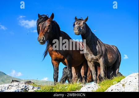 Gruppe von wilden Pferden in der Natur. Pferdeherde in der Nähe von Livno, Bosnien und Herzegowina. Stockfoto