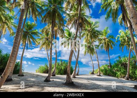 Luxuriöser Urlaubsstrand auf der Insel Malediven. Tropisches Banner mit Palmen und sonnigem blauem Himmel Stockfoto