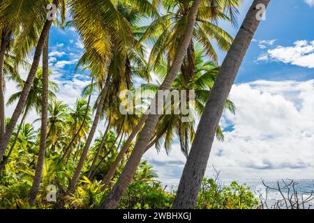 Tropischer Urlaubsstrand auf der Insel Malediven. Reisebanner mit Palmen und sonnigem blauem Himmel Stockfoto