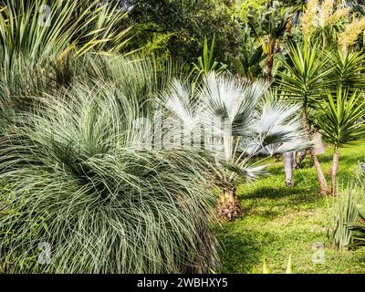 Zykaden und Palmen im Botanischen Garten am Monte in Funchal, Madeira. Stockfoto