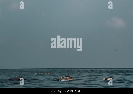 Delfine spielen im offenen Wasser vor Shoab Beach, Socotra, Jemen. Stockfoto