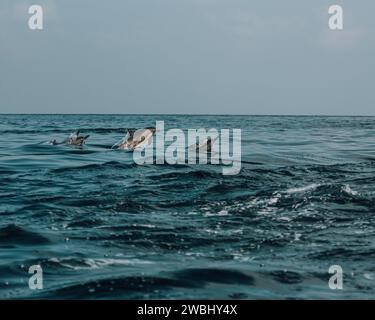 Delfine spielen im offenen Wasser vor Shoab Beach, Socotra, Jemen. Stockfoto