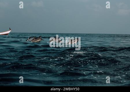 Delfine spielen im offenen Wasser vor Shoab Beach, Socotra, Jemen. Stockfoto