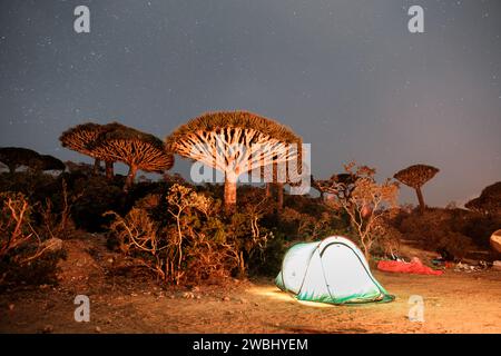 Eine magische nächtliche Campingszene im Firmhin Forest, Socotra, Jemen, mit einem Zelt, das unter den berühmten Drachenblutbäumen und einem Sternenhimmel beleuchtet ist. Stockfoto