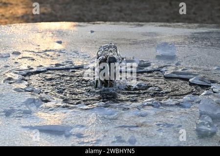 Brünn, Tschechische Republik. Januar 2024. Der Brunnen im Werk Obilni trh (hat Wasser) das ganze Jahr über, der Frost beschädigt ihn nicht in Brünn, Tschechische Republik, 11. Januar 2024. Quelle: Vaclav Salek/CTK Photo/Alamy Live News Stockfoto