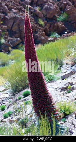 Tajinaste rojo (Echium wildpretii). Verzweigloser, lanzenförmiger Sträucher. Endemische Arten und nur im Teide-Nationalpark zu finden. Stockfoto