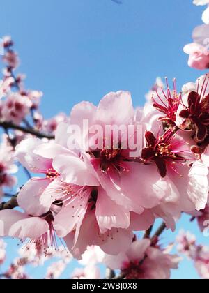 Nahaufnahme von schönen Mandelblüten, vor blauem Himmel Stockfoto