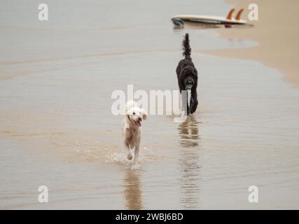 Zwei Hunde, die am Strand spielen, ausgewählte Konzentration mit einem Surfbrett im Hinterland. Stockfoto