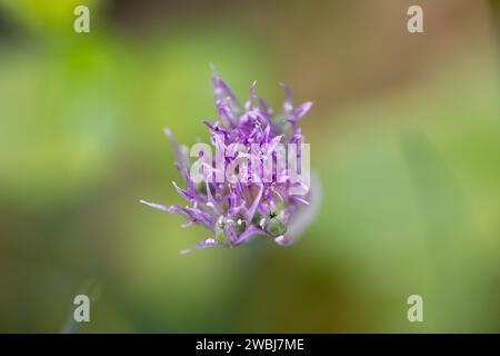 Das Foto zeigt eine zarte Ansammlung von Lavendelblüten, die die komplizierten Details ihrer winzigen Blüten und ungeöffneten Knospen einfangen. Ein weicher, grüner Hintergrund sorgt für einen ruhigen Hintergrund, der das florale Motiv mit einem schönen Bokeh-Effekt unterstreicht. Das Bild erinnert an eine ruhige Schönheit, die in der Natur zu finden ist, und unterstreicht das sanfte, aber lebendige Leben blühender Pflanzen. Lavendelflüsterer der Natur. Hochwertige Fotos Stockfoto